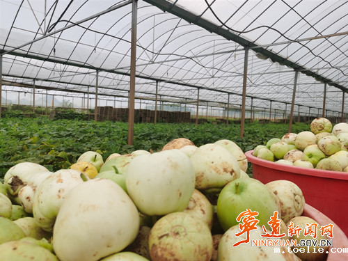 宁远保安镇:“闲置棚”内瓜果飘香2_副本500.jpg 宁远保安镇:“闲置棚”内瓜果飘香2_副本500.jpg