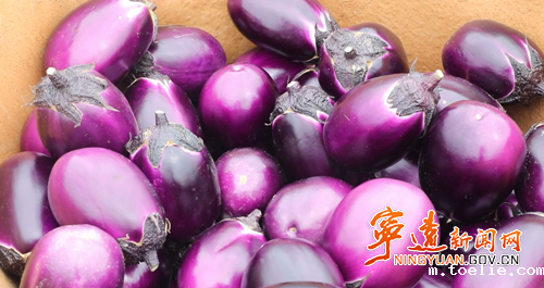 宁远:茄子喜丰收 产业促振兴3_副本500.png 宁远:茄子喜丰收 产业促振兴3_副本500.png