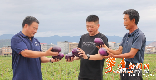 宁远:茄子喜丰收 产业促振兴2_副本500.png 宁远:茄子喜丰收 产业促振兴2_副本500.png